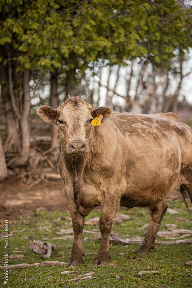 Charolais angus cow standing outside in summer field Charolais angus cow standing outside in summer field