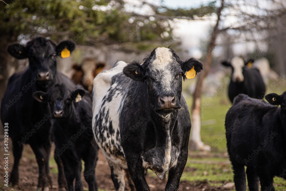 cute belgium blue heifer outside in summer pasture with other cow cute belgium blue heifer outside in summer pasture with other cow