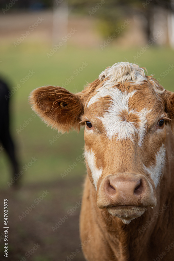 Close up on cow head outside in summer Close up on cow head outside in summer