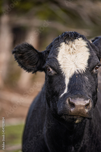 Black angus cow head close up