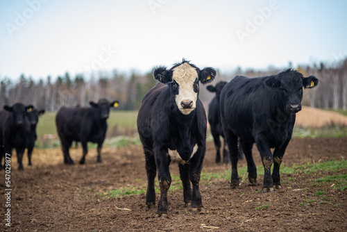 Black angus heifers outside in pasture