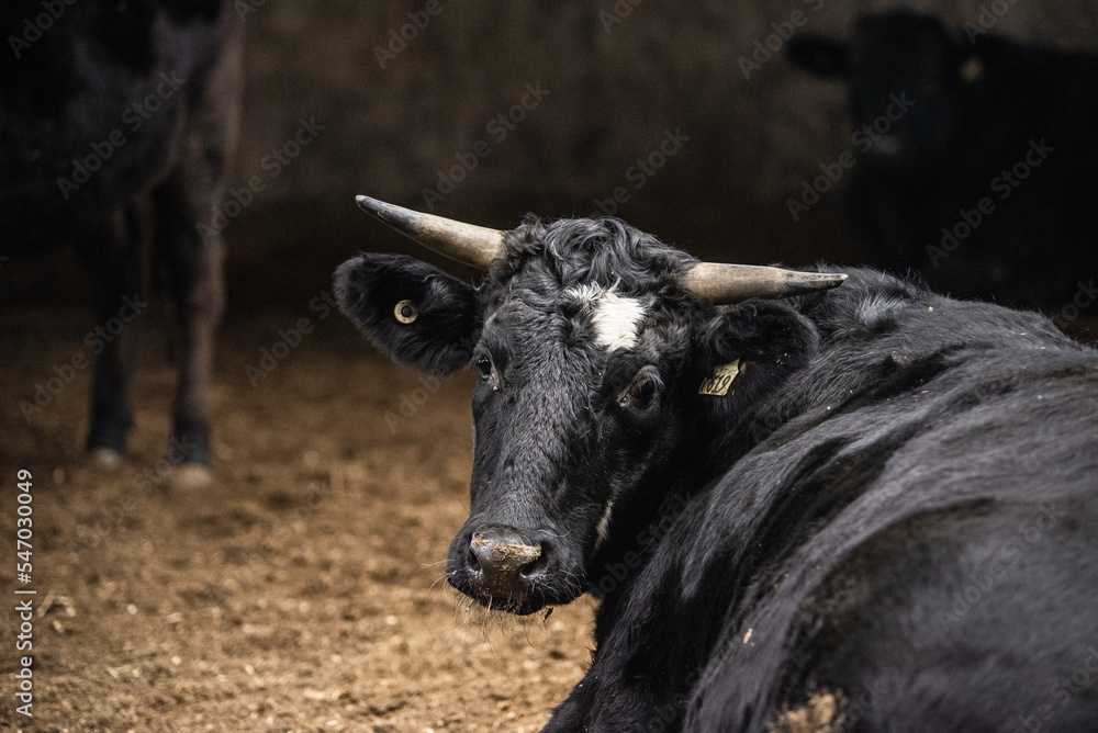 Wagyu bull in barn feeding station Wagyu bull in barn feeding station