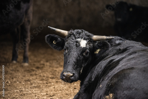 Wagyu bull in barn feeding station