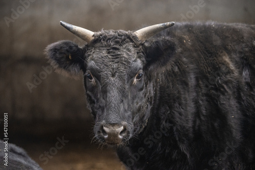 Wallpaper Mural Wagyu bull in barn feeding station Torontodigital.ca
