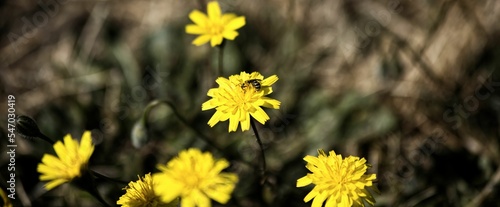 Selective focus view of beautiful yellow Hawkweed flowers photo