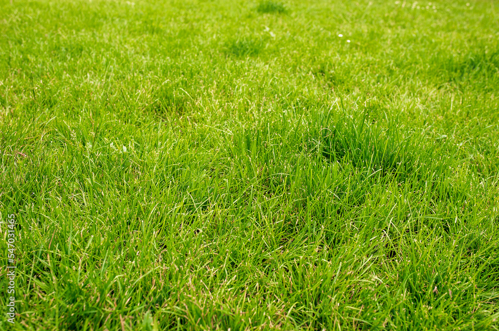 Obraz premium Beautiful lawn with many grass growing outdoors as background