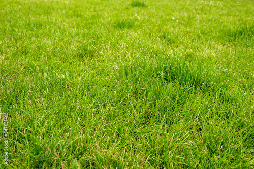 Beautiful lawn with many grass growing outdoors as background © New Africa