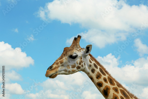 Beautiful spotted African giraffe against blue sky © New Africa