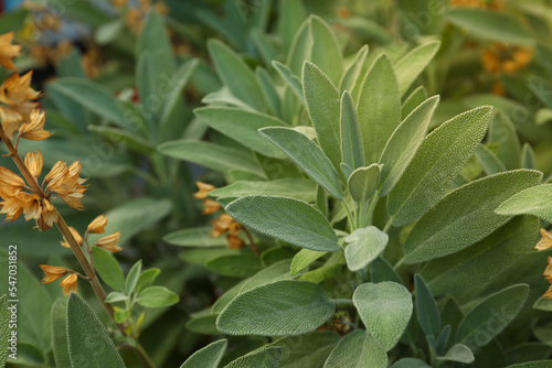 Beautiful sage with green leaves growing outdoors, closeup