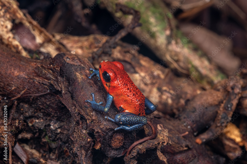 Naklejka premium Blue jeans red frog costa rica