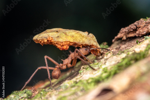 leaf cutter acromyrmex ants costa rica photo