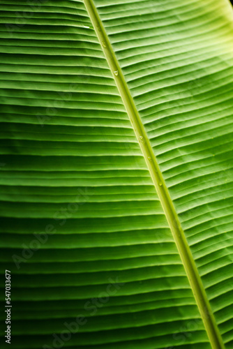 Banana Leaf texture