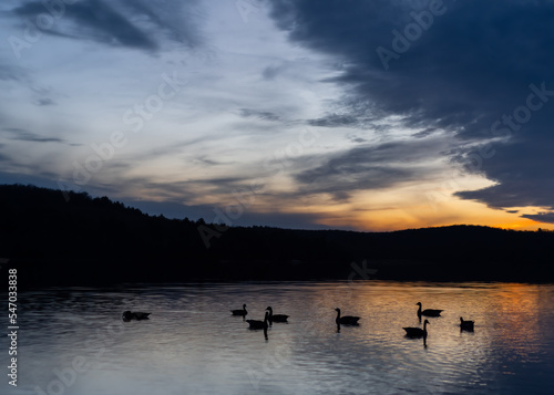 A Group of Geese Enjoying A Sunset