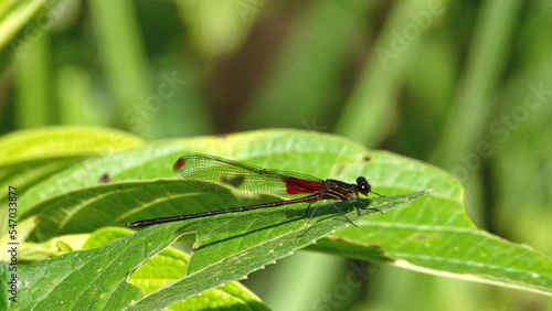 Damselfly on a leaf in the Intag Valley, outside of Apuela, Ecuador