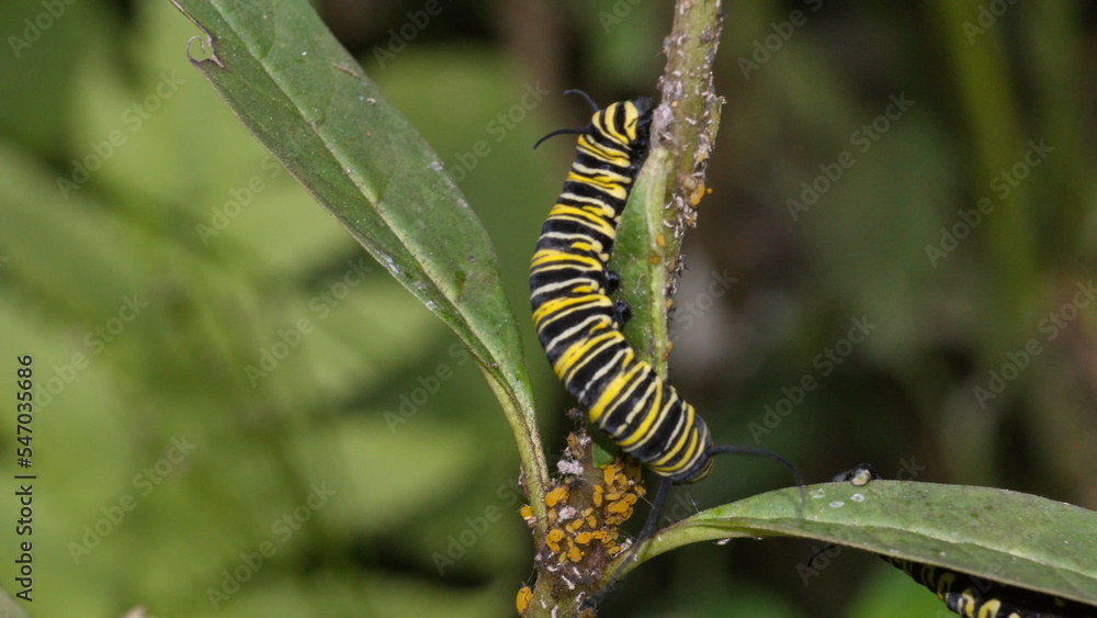 Monarch caterpillar on a milkweed plant in the Intag Valley, outside of Apuela, Ecuador