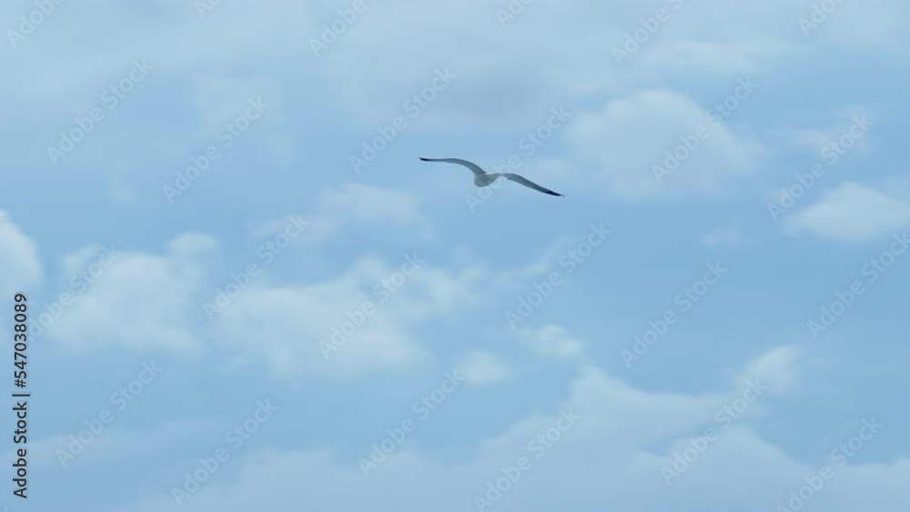 Seagulls flying through strong winds on cloudy stormy weather Seagulls flying through strong winds on cloudy stormy weather
