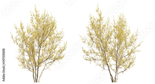 Cornelian cherry or cornel trees, yellow trees isolated