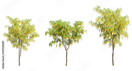 Photos Golden chain tree or laburnum trees and branches isolated