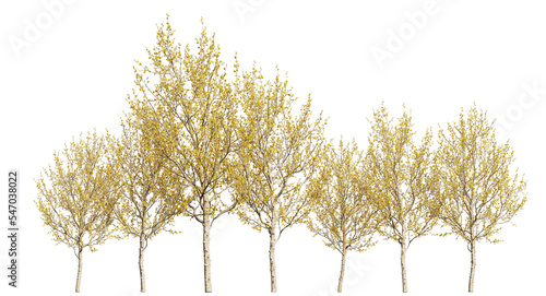 Photography Cornelian cherry or cornel trees, yellow trees isolated