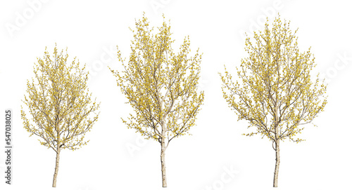 Canvastavla Cornelian cherry or cornel trees, yellow trees isolated