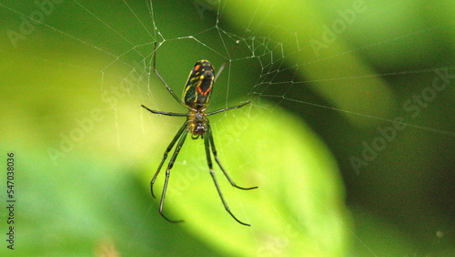 Orchard spider in a web in the Intag Valley, outside of Apuela, Ecuador