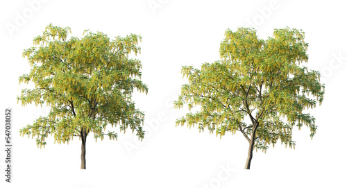 Tableau sur toile Golden chain tree or laburnum trees and branches isolated
