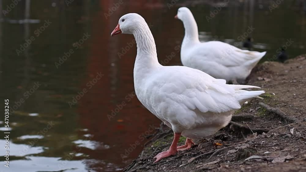 Two white ducks stand on the shore of a pond, side view close-up with slow motion and zoom out. Two white ducks stand on the shore of a pond, side view close-up with slow motion and zoom out.