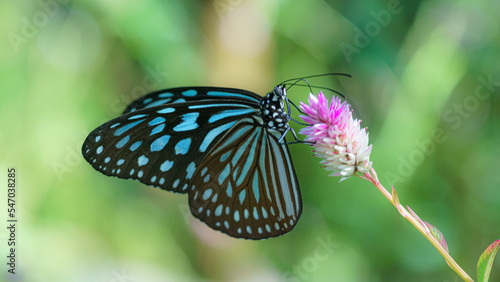 butterfly 蝶 © WADORI