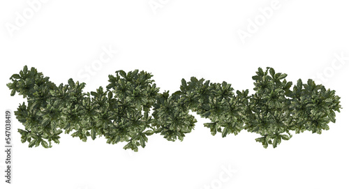 Barringtonia asiatica isolated small plant clipping path photo