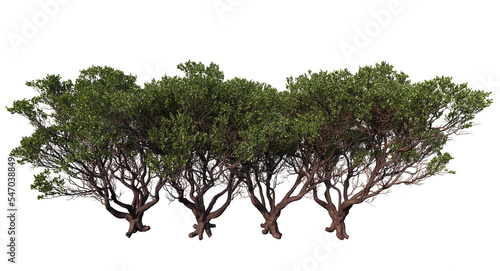 dr. hurd manzanita tree and branches isolated, Shrub, medium Tree photo