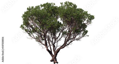 dr. hurd manzanita tree and branches isolated, Shrub, medium Tree
