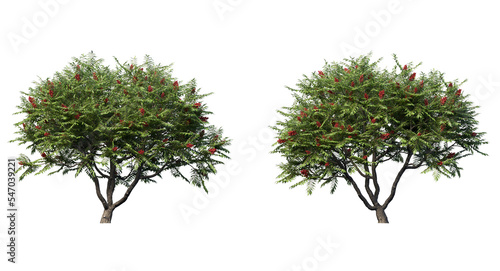 Cuadro en lienzo Staghorn sumac trees isolated, medium orange leaf trees clipping path