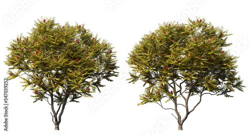Staghorn sumac trees isolated, medium orange leaf trees clipping path