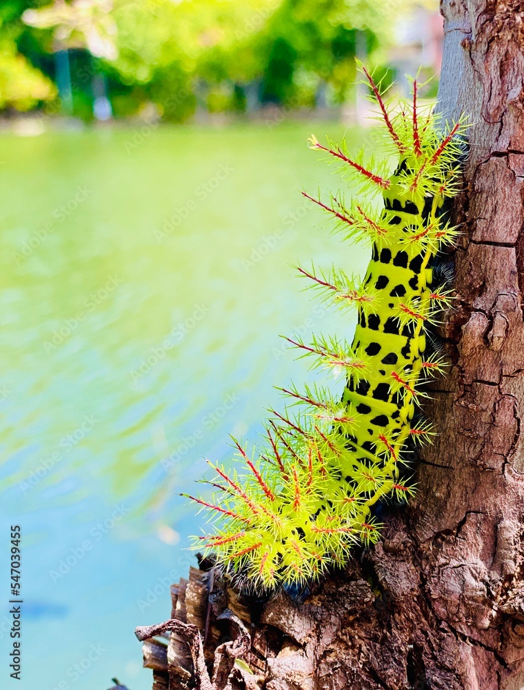 Fototapeta premium caterpillar on a leaf