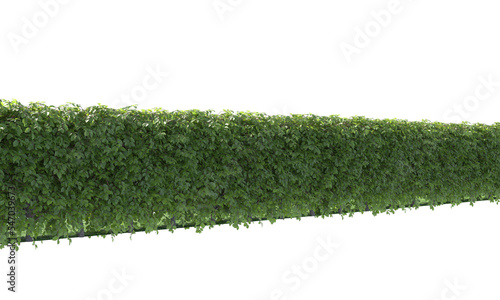 фотографія variety of hedge
