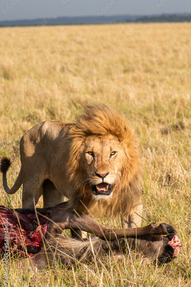 Obraz premium Lion Stare