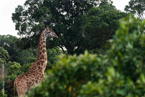 Giraffe in the wild