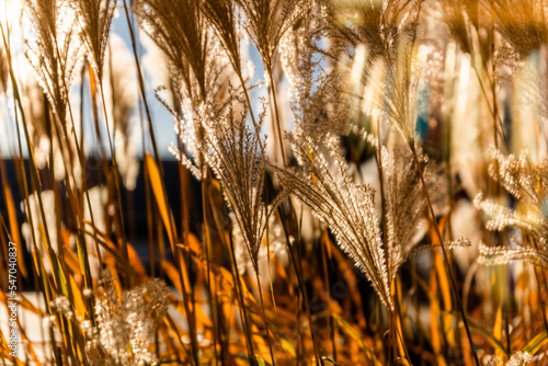 Grass in the sunlight