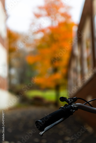 Bike beside fall tree
