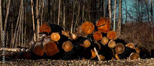 firewood in the forest