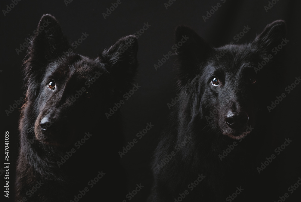 Dog portrait in a black background. Dogs close up.Dog photography Dog portrait in a black background. Dogs close up.Dog photography