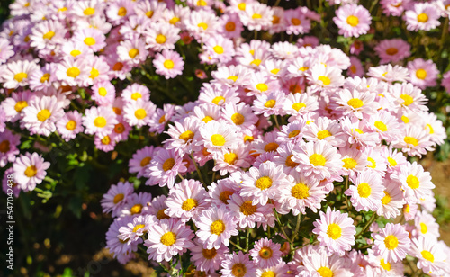 beautiful white daisies symbol of pure heart innocence and friendship