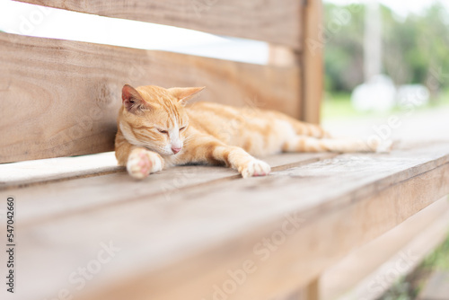 Orange cat chill sleeping on wooden chair in Japan park