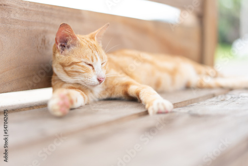Orange cat chill sleeping on wooden chair in Japan park