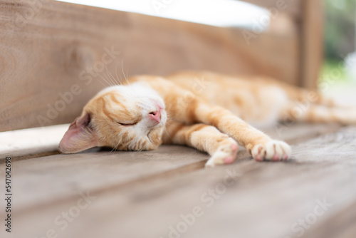 Orange cat chill sleeping on wooden chair in Japan park