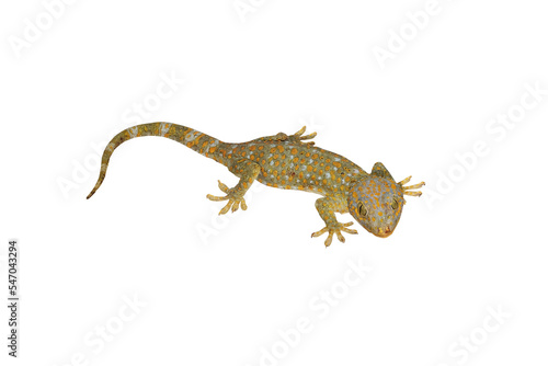 Tokay, Gecko, Calling gecko isolate white