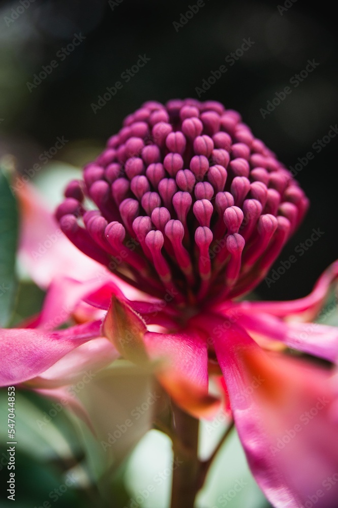 Close up of a waratah flower Close up of a waratah flower