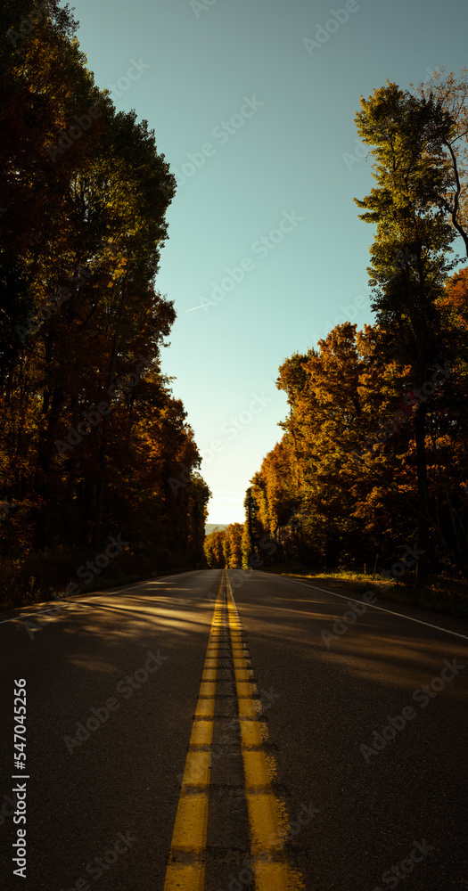 Road along autumn trees