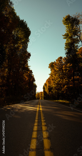 Road along autumn trees