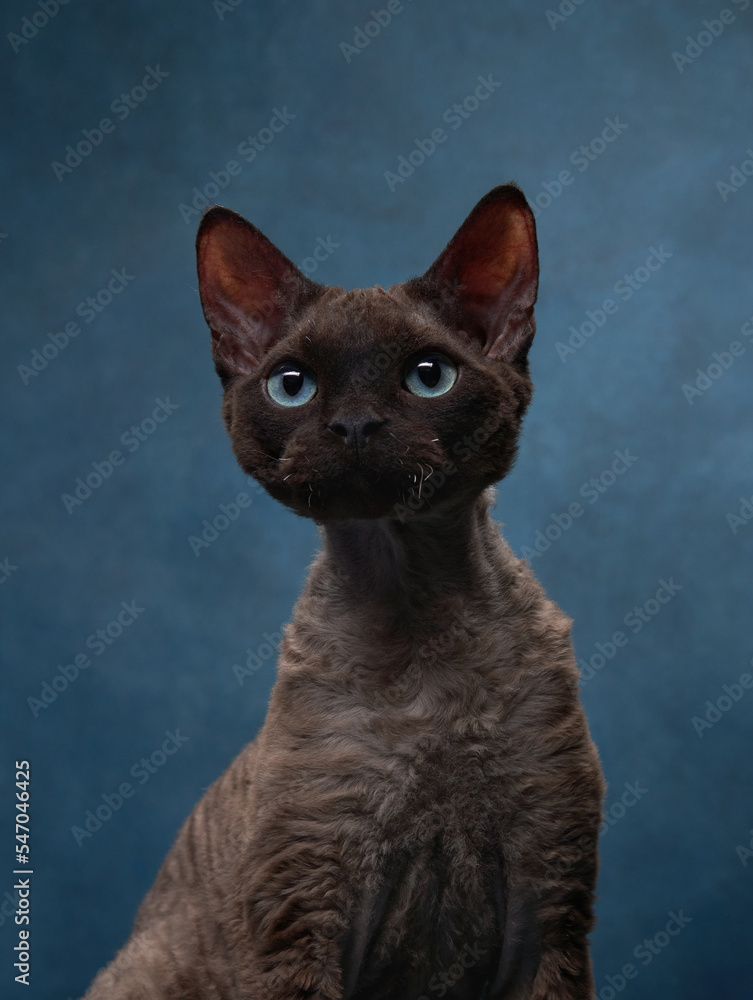 cat breed devon rex on a blue canvas background. Pet portrait in studio